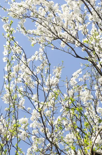 Branches de fleur d'arbre contre ciel bleu — Photo