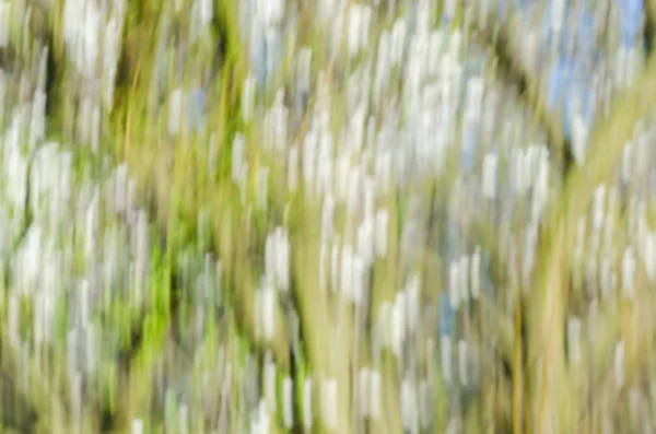 Nature motion blur background — Stock Photo, Image