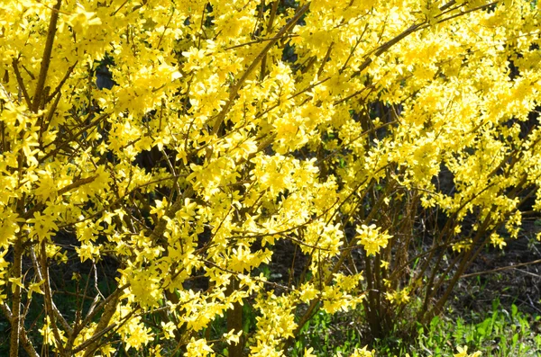 Blooming forsythia — Stock Photo, Image