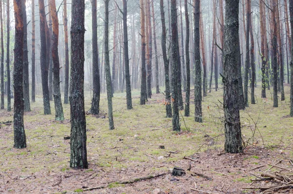 Forêt de pins — Photo