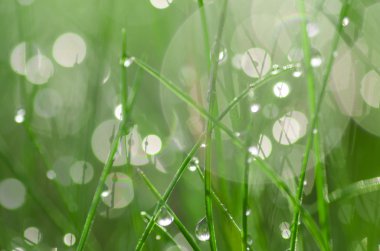 taze bahar çimen seçici odak 