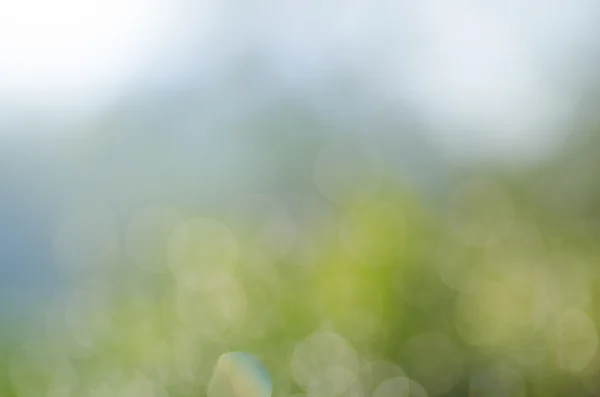 Fresh spring grass defocused — Stock Photo, Image