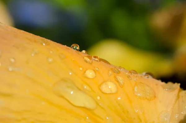 Pensy flower maceo — стоковое фото