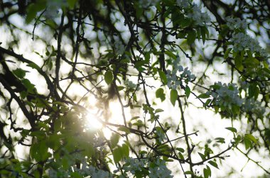 Bahar armut çiçeği çırpı