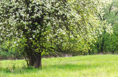 çiçek açması armut ağacı