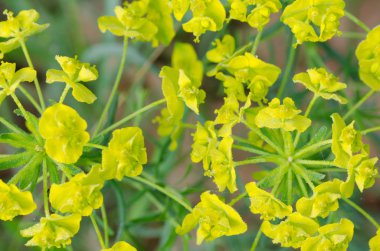 bahar sarısı çiçek