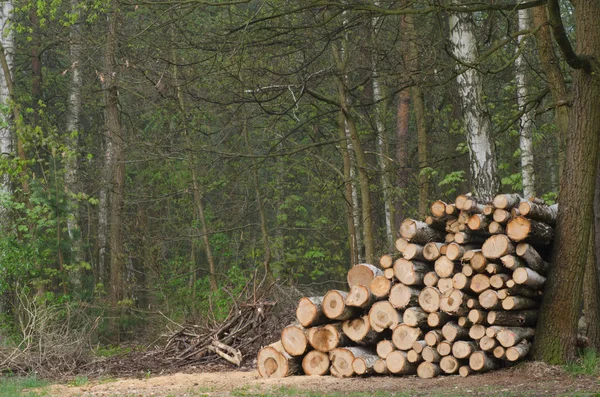 Cumulo di legname nella foresta — Foto Stock