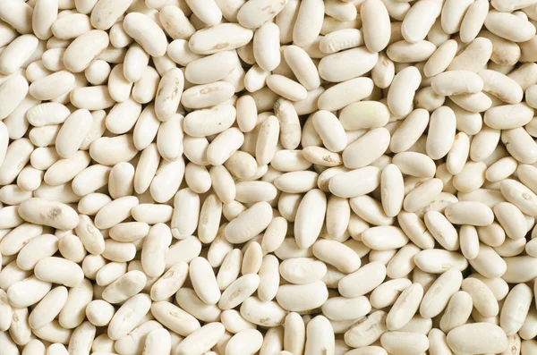 白いんげん豆の種子 — ストック写真