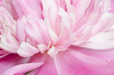 pembe Şakayık çiçeği makro