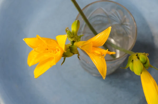 Жовті квіти на синьому фоні — стокове фото