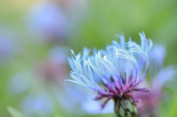 Aciano azul — Foto de Stock