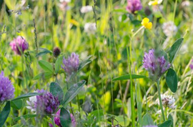 yonca ve düğün çiçeği çiçek ile çayır 