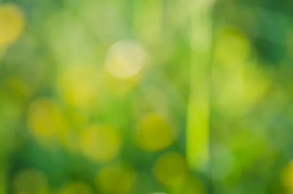 Nature green blurred background — Stock Photo, Image
