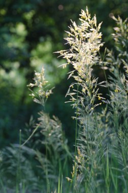 polen ile çimen çiçek 