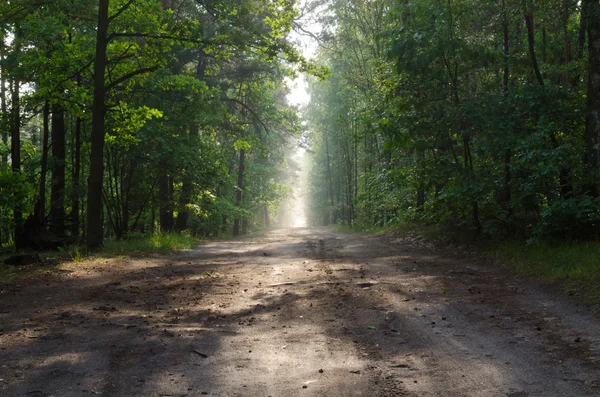 Summer forest — Stock Photo, Image