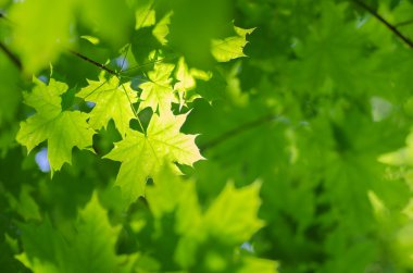  spring maple leaves background