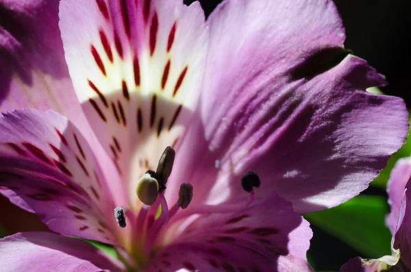 Kwiat różowy lilly — Zdjęcie stockowe