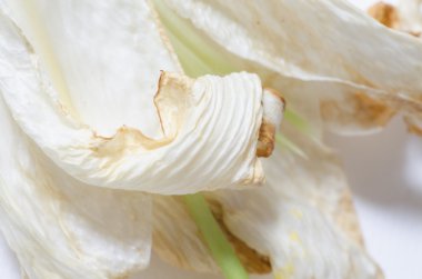 wthered lilly flower 