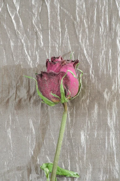 Suszone róża Zdjęcia Stockowe bez tantiem