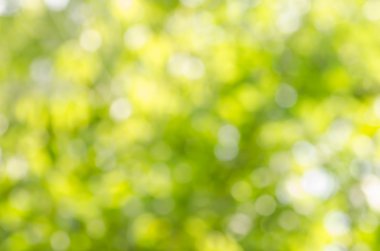 Odaklanmamış doğa arkaplanı