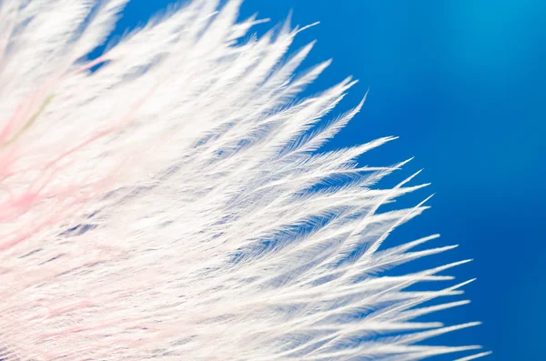 White feather macro — Stockfoto