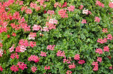 Pembe sardunya çiçekleri 