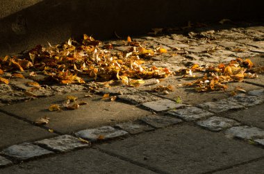 Sonbahar Yaprakları