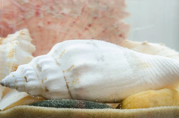 Shells composition in aquarium — Stock Photo, Image