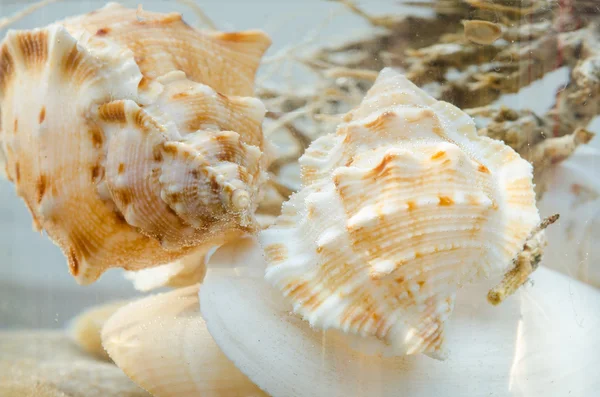Shells composition in aquarium — Stock Photo, Image