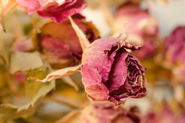 Rosas secas — Foto de Stock