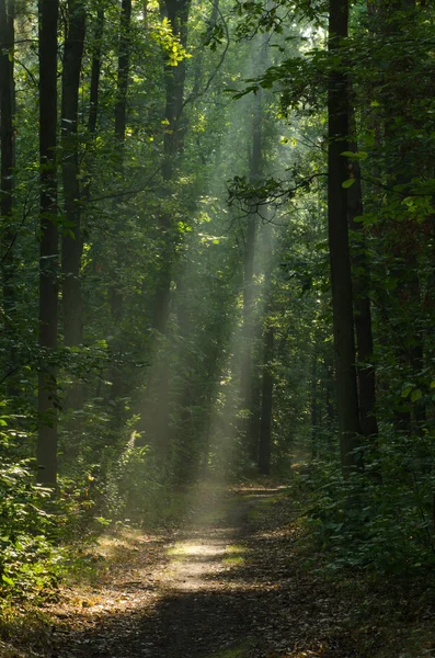 Traject in forest met zonnestralen — Stockfoto