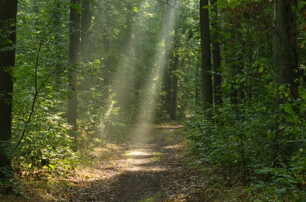 Sentiero nella foresta con raggi di sole — Foto Stock