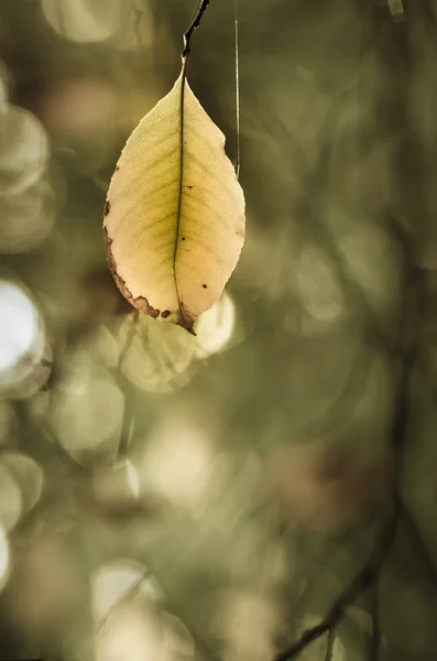 Autumn listowie na gałązka — Zdjęcie stockowe