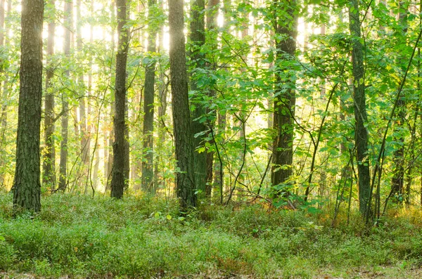 Yaz orman patika — Stok fotoğraf