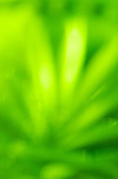 Fondo de luces verdes desenfocadas — Foto de Stock