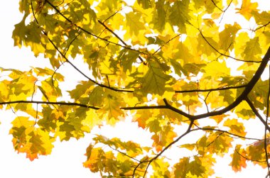 Meşe yaprağı düşmek