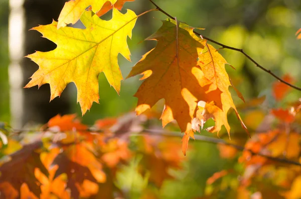 Listy podzimního dubu — Stock fotografie