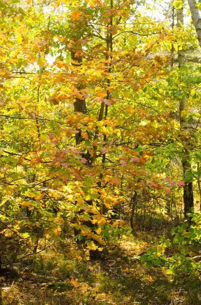 Forêt de chênes d'automne — Photo