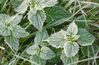 bitkileri hoarfrost altında