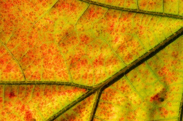 Makro altın sonbahar yaprak — Stok fotoğraf