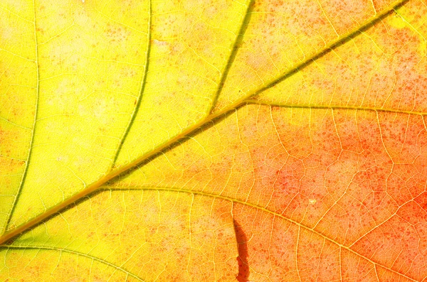 Makro altın sonbahar yaprak — Stok fotoğraf