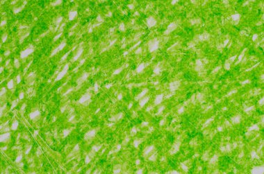 Yeşil kalem çizimleri arka plan dokusu