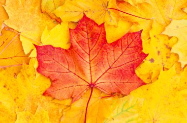 sarı sonbahar yaprağı