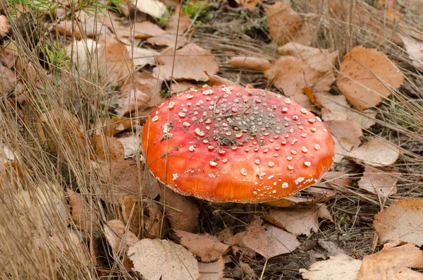 Fly agaric red musroom — Stock Photo, Image