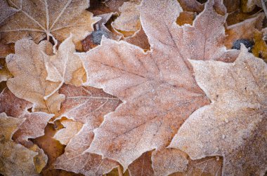 sonbahar yaprakları hoarfost altında