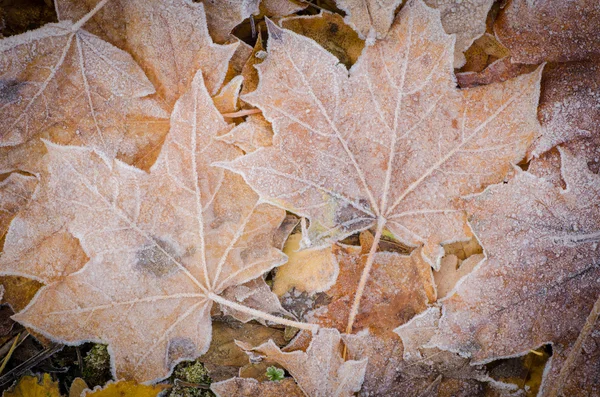 Hojas de otoño bajo hoarfost —  Fotos de Stock