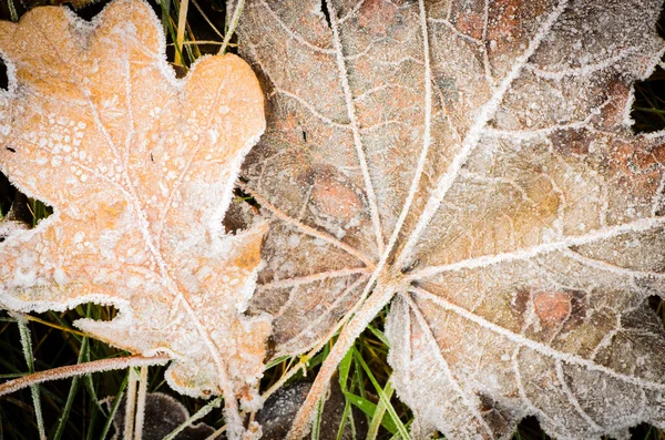 Herbstlaub unter Raureif — Stockfoto