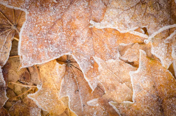 Foglie cadute sotto hoarfost — Foto Stock