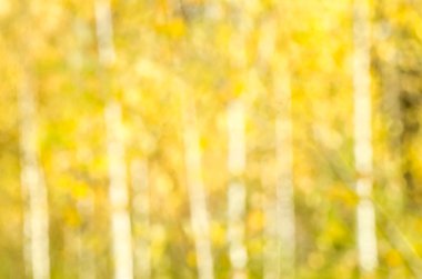 sonbahar orman arka plan defocused