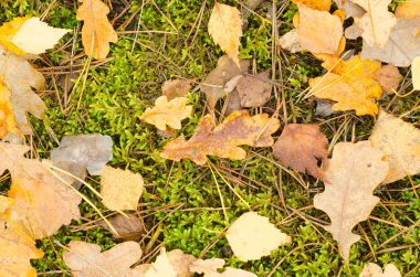 Ormanda sonbahar yaprakları